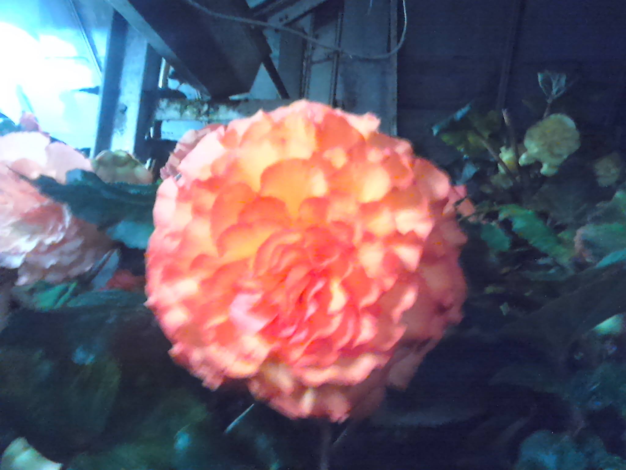 B. ‘Ben Lomond’